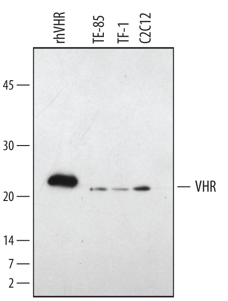 Detection of Human, Mouse, and Rat VHR antibody by Western Blot.