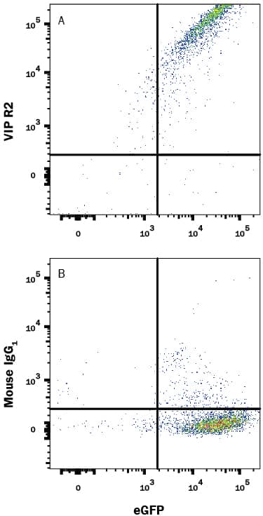 Detection of VIP R2 antibody in HEK293 Human Cell Line Transfected with Human VIP R2 and eGFP antibody by Flow Cytometry.