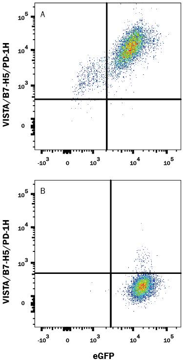 Detection of VISTA/B7-H5/PD-1H antibody in HEK293 Human Cell Line Transfected with Mouse VISTA and eGFP antibody by Flow Cytometry.