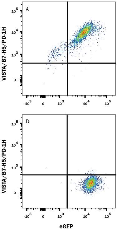 Detection of VISTA/B7-H5/PD-1H antibody in HEK293 Human Cell Line Transfected with Mouse VISTA and eGFP antibody by Flow Cytometry.
