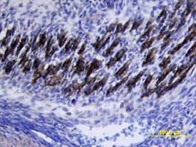 VLDL R antibody in Mouse Embryo by Immunohistochemistry (IHC-Fr).