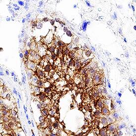 VSIG1 antibody in Human Testis by Immunohistochemistry (IHC-P).