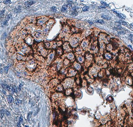 VSIG1 antibody in Human Testis by Immunohistochemistry (IHC-P).