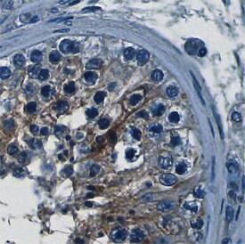 VSIG1 antibody in Human Testis by Immunohistochemistry (IHC-P).