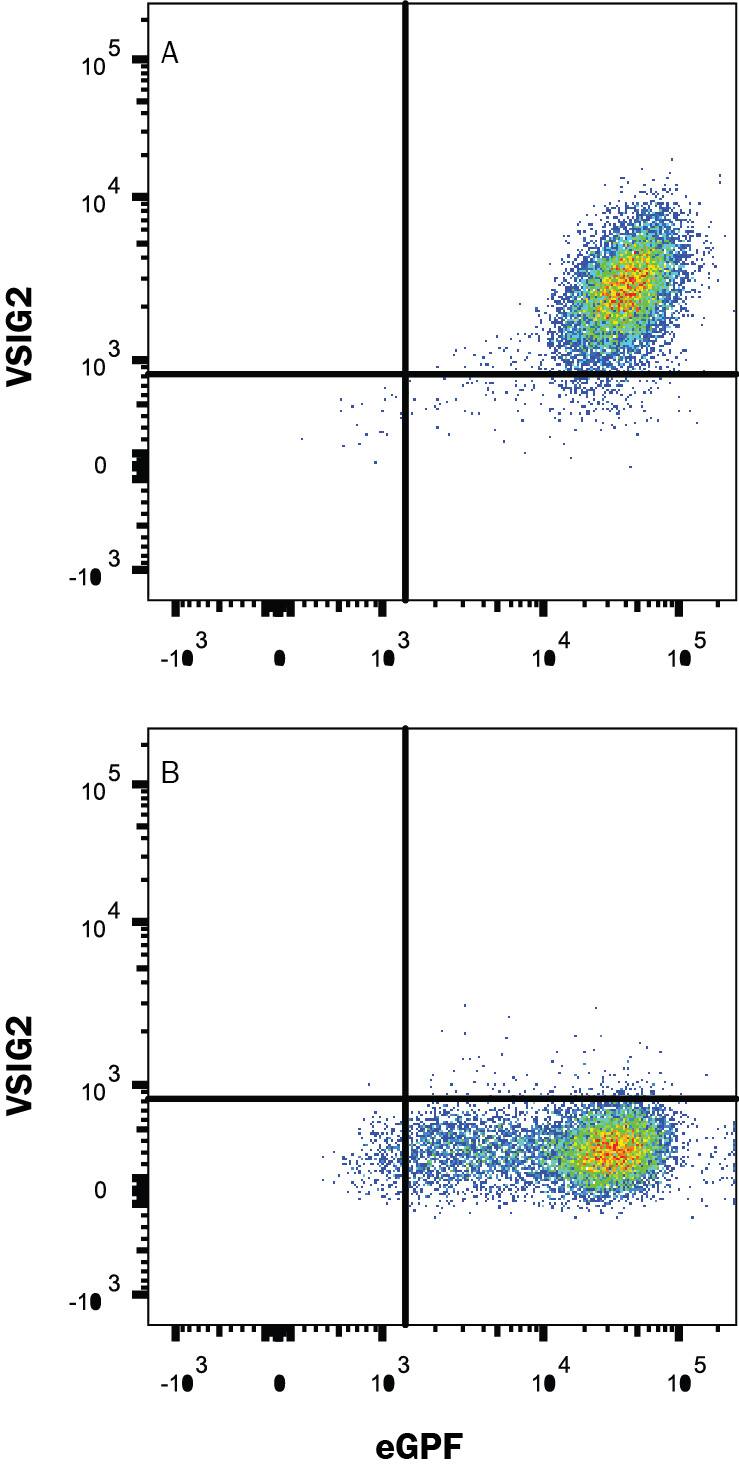 Detection of VSIG2 antibody in HEK293 Human Cell Line Transfected with Human VSIG2 and eGFP antibody by Flow Cytometry.