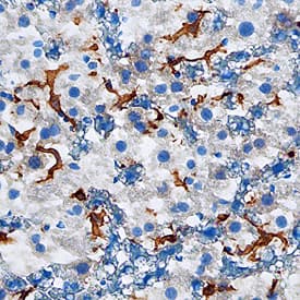 VSIG4 antibody in Mouse Liver by Immunohistochemistry (IHC-Fr).