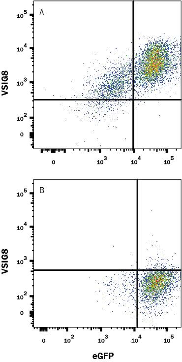 Detection of VSIG8 antibody in HEK293 Human Cell Line Transfected with Human VSIG8 and eGFP antibody by Flow Cytometry.