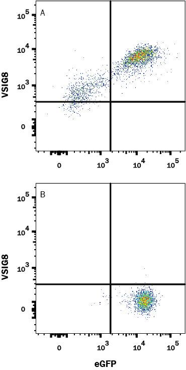 Detection of VSIG8 antibody in HEK293 Human Cell Line Transfected with Human VSIG8 and eGFP antibody by Flow Cytometry.