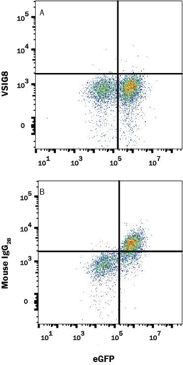 VISTA/B7-H5 Binding to VSIG8-transfected HEK293 Human Cell Line is Blocked by Human VSIG8 Antibody.