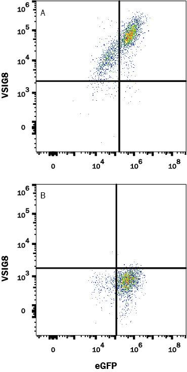 Detection of VSIG8 antibody in HEK293 Human Cell Line Transfected with Human VSIG8 and eGFP antibody by Flow Cytometry.