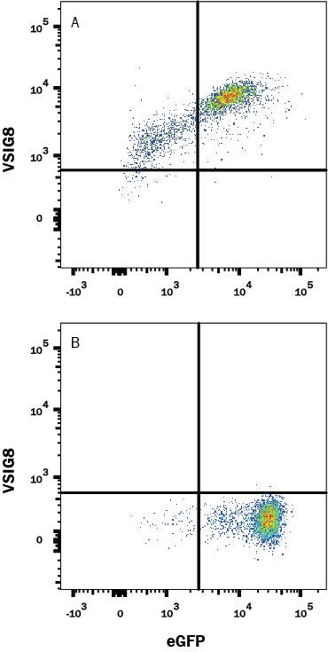 Detection of VSIG8 antibody in HEK293 Human Cell Line Transfected with Human VSIG8 and eGFP antibody by Flow Cytometry.