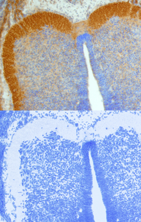Vang-like Protein 2/VANGL2 antibody in Mouse Embryo by Immunohistochemistry (IHC-Fr).