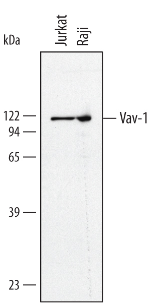 Detection of Human Vav-1 antibody by Western Blot.