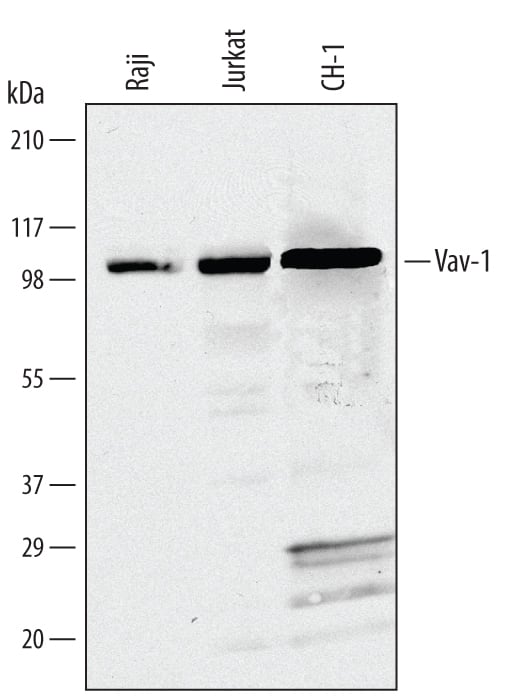 Detection of Human and Mouse Vav-1 antibody by Western Blot.