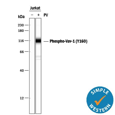 Detection of Human Phospho-Vav-1 (Y160) antibody by Simple WesternTM.