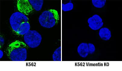 Vimentin Antibody Specificity is Shown by Immunocytochemistry antibody in Knockout Cell Line.