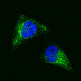 Vimentin antibody in HeLa Human Cell Line by Immunocytochemistry (ICC).