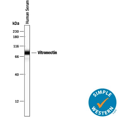 Detection of Human Vitronectin antibody by Simple WesternTM.