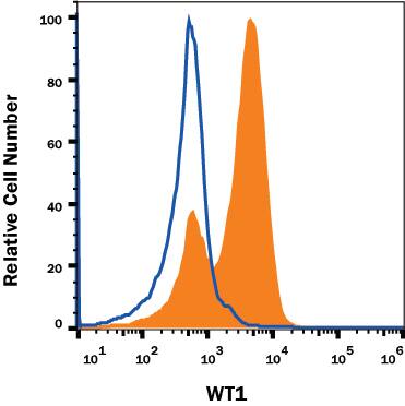 Detection of WT1 antibody in K562 Human Cell Line antibody by Flow Cytometry.