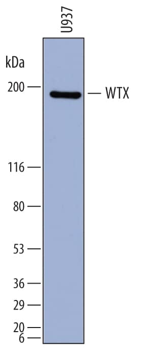 Detection of Human WTX antibody by Western Blot.