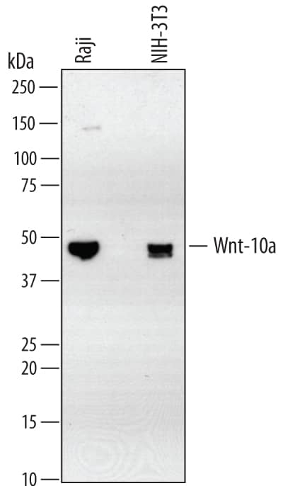 Detection of Human and Mouse Wnt-10a antibody by Western Blot.