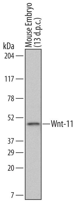 Detection of Mouse Wnt-11 antibody by Western Blot.