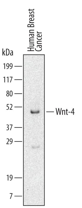 Detection of Human Wnt-4 antibody by Western Blot.