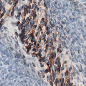 Wnt-4 antibody in Mouse Embryo by Immunohistochemistry (IHC-Fr).