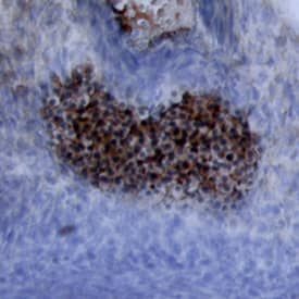 Wnt-5a antibody in Mouse Embryo by Immunohistochemistry (IHC-Fr).