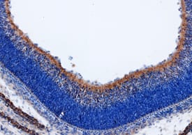 Wnt-9b antibody in Mouse Embryo by Immunohistochemistry (IHC-Fr).