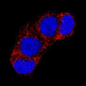 Wnt-4 antibody in MCF-7 Human Cell Line by Immunocytochemistry (ICC).