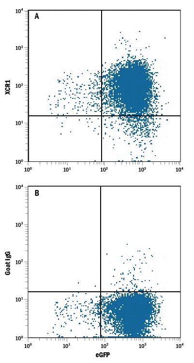 Detection of XCR1 antibody in NS0 Mouse Cell Line Transfected with Human XCR1 and eGFP antibody by Flow Cytometry.