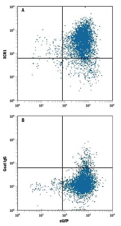 Detection of XCR1 antibody in NS0 Mouse Cell Line Transfected with Human XCR1 and eGFP antibody by Flow Cytometry.