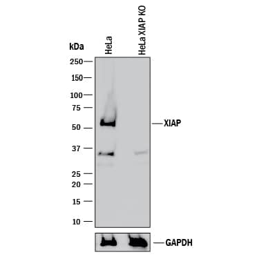 Western Blot Shows Human XIAP Antibody Specificity by Using Knockout Cell Line.