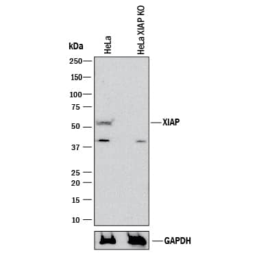 Western Blot Shows Human XIAP Antibody Specificity by Using Knockout Cell Line.