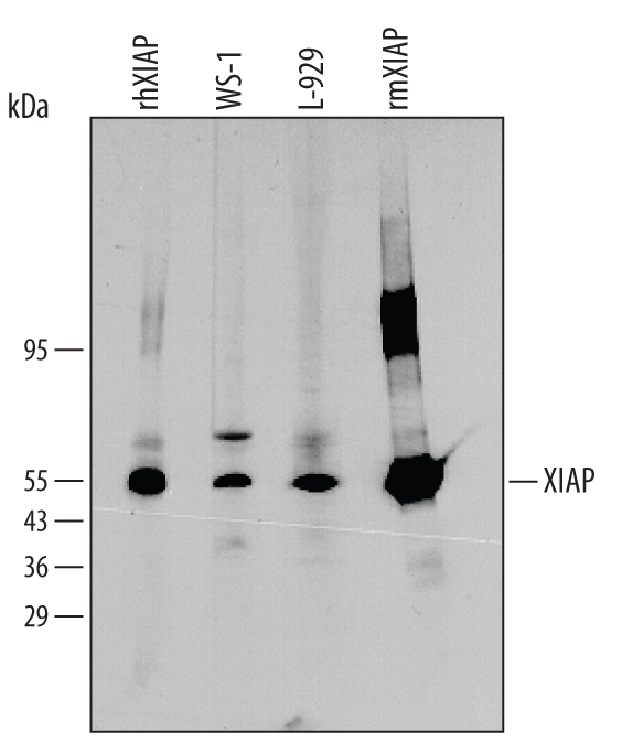 Detection of Human/Mouse XIAP antibody by Western Blot.