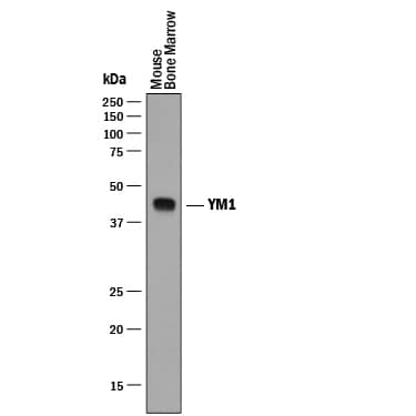 Detection of Mouse YM1/Chitinase 3-like 3 antibody by Western Blot.