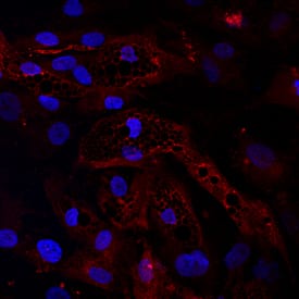 ZAG antibody in Human Mesenchymal Stem Cells by Immunocytochemistry (ICC).