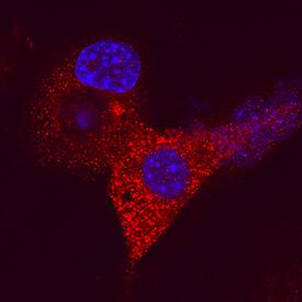 ZAG antibody in 3T3-L1 Mouse Cell Line by Immunocytochemistry (ICC).