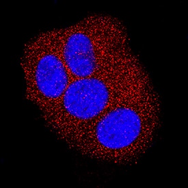 ZAG antibody in MCF-7 Human Cell Line by Immunocytochemistry (ICC).