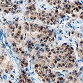 ZEB2/SIP1 antibody in Human Liver by Immunohistochemistry (IHC-P).