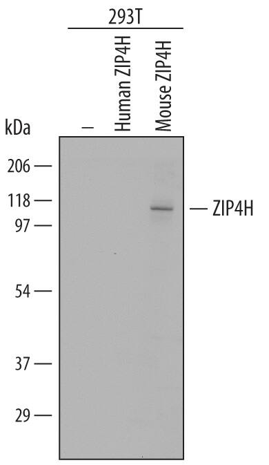 Detection of Mouse ZIP4H/Tex11 antibody by Western Blot.