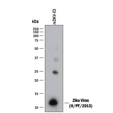 Detection of Zika Virus (H/PF/2013) Envelope antibody by Western Blot.