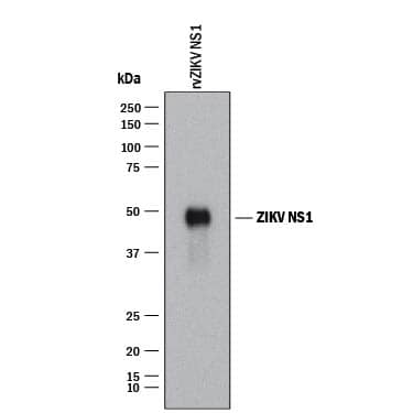 Detection of Viral Zika Virus (H/PF/2013) NS1 antibody by Western Blot.