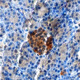 ZnT-8 antibody in Human Pancreas by Immunohistochemistry (IHC-P).