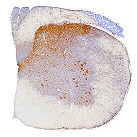 Zyxin antibody in Rat Spinal Cord by Immunohistochemistry (IHC-Fr).
