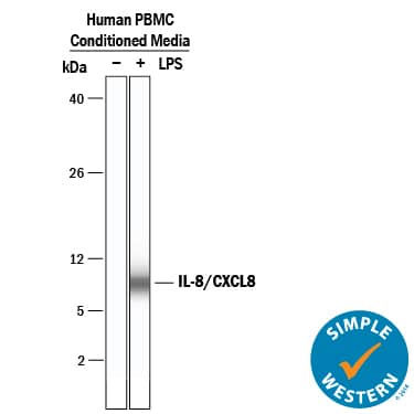 Detection of Human IL-8/CXCL8 antibody by Simple WesternTM.