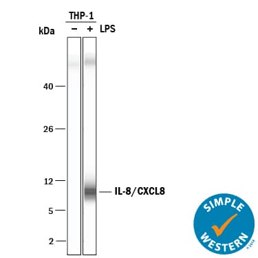Detection of Human IL-8/CXCL8 antibody by Simple WesternTM.