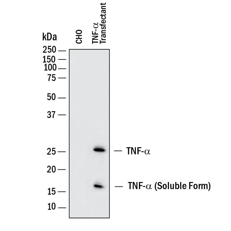 Detection of Human TNF‑ alpha by Western Blot.