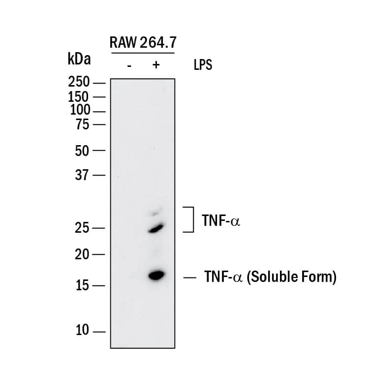 Detection of Mouse TNF‑ alpha by Western Blot.